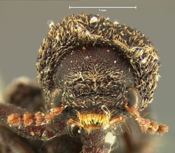 Media type: image;   Entomology 3662 Aspect: head frontal view